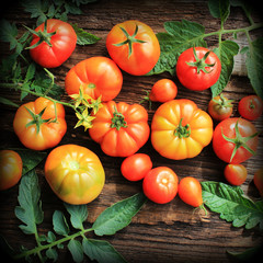 Colorful tomatoes - red,yellow , orange. Harvest vegetable cooking conception.