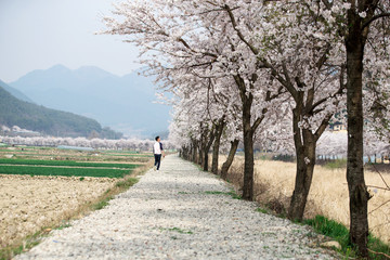 벚꽃나무가 있는  시골 길
