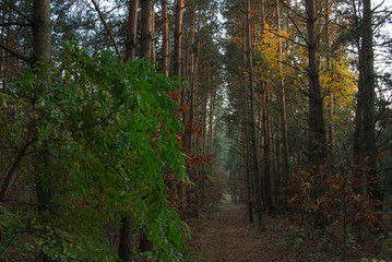 Wyzyna Lubelska, Las.