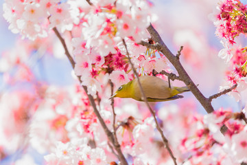 The Japanese White eye.The background is winter cherry blossoms. Located in Tokyo Prefecture Japan.