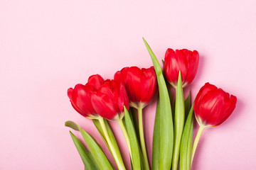 tulips on the pink background