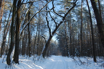 Chruslanki Jozefowskie, 