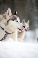 Naklejka premium Huskies