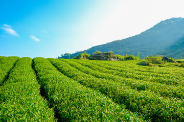 fresh organic tea bud & leaves plantation, the famous Oolong tea area in Alishan mountain with blue...