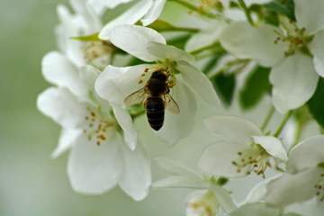 bee collects nectar on a white flowers of Apple tree