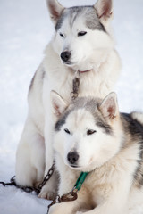 Huskies