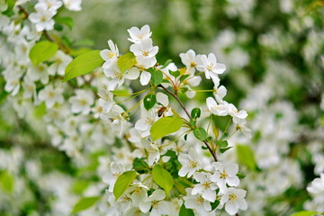 blooming branch of Apple tree with bee on flower