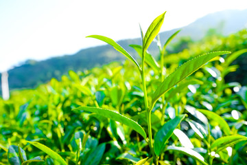 Asia culture concept image - Fresh organic tea bud & leaves plantation, the famous Oolong tea area in Alishan mountain with blue sky, Taiwan
