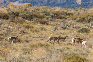 Naklejka na ściany i meble Pronghorn Antelope Herd in the Fall Rut