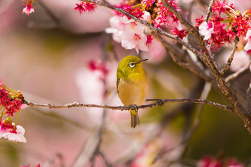 The Japanese White eye.The background is winter cherry blossoms. Located in Tokyo Prefecture Japan.