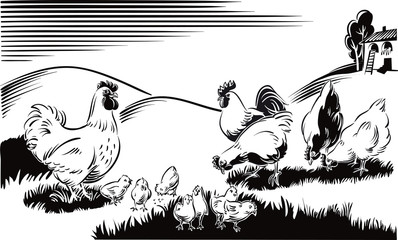 Hen, chicks a rooster and a hen, in a meadow. © serghi8