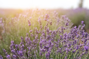 Obraz premium Background.