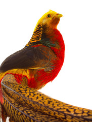 portrait pheasant gold