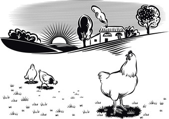free hens in a meadow at dawn.