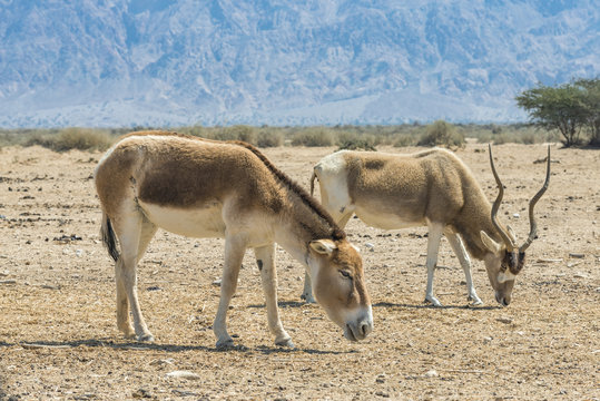 Wild donkey (Equus hemionus) and curved horns antelope addax (Addax nasomaculatus), both inhabiting nature reserve park near Eilat, Israel

The antelope addax (Addax nasomaculatus), 
