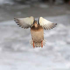 duck in flight
