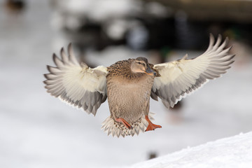 duck in flight closeup