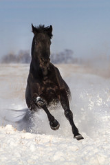 Black horse jump on snow winter field