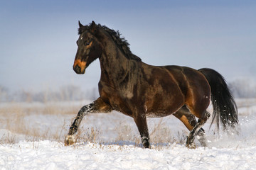 Fototapeta na wymiar Bay horse trotting in snow