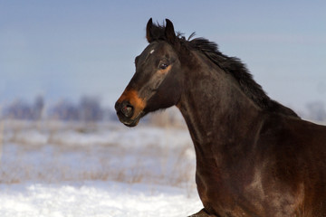 Bay horse portrait in motion at winter day