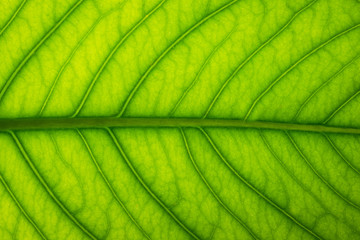 Fototapeta na wymiar Background image of fresh green leaves.