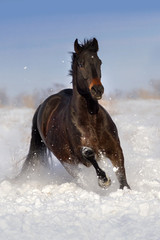 Bay horse run gallop on snow winter field