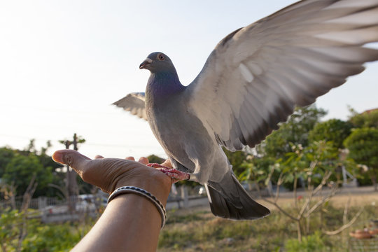 pigeon bird feeding on human hand
