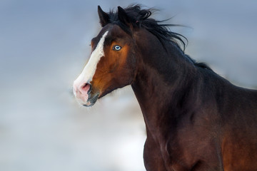 Fototapeta na wymiar Beautiful bay horse portrait in motion against blue sky