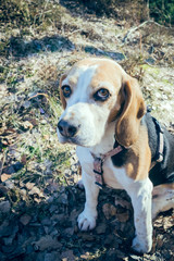 beagle dog