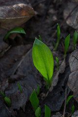 Frischer Bärlauch im Wald