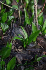 Frischer Bärlauch im Wald
