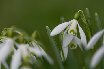 snowdrop