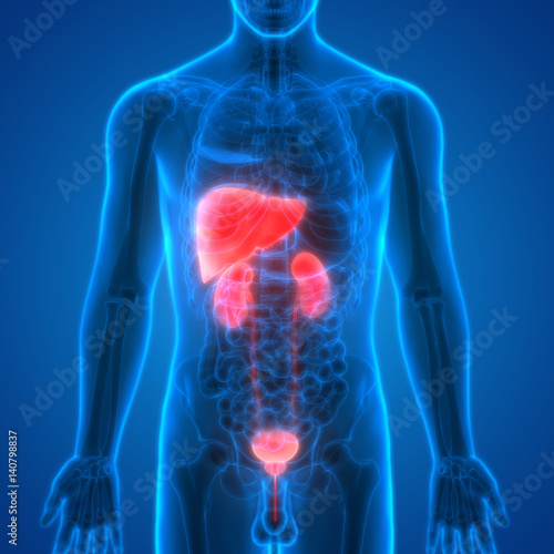 "Human Body Organs Anatomy (Liver with Kidneys)" Stock photo and