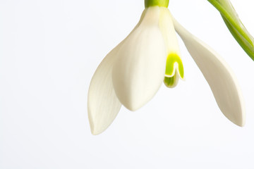 snowdrop