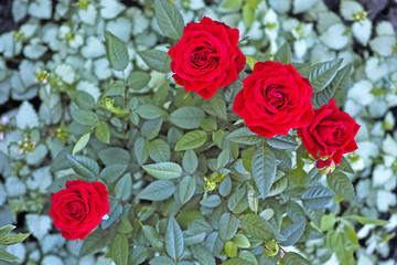 Bush red roses view from the top