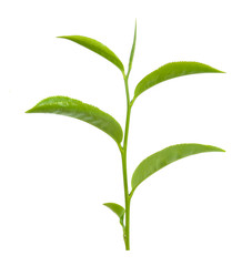 Green tea leaf isolated on white background