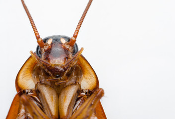 macro close up cockroach on white. 