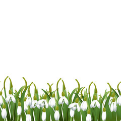 Obraz na płótnie Canvas Spring background with snowdrop flowers, green grass. Can be used for Easter, birthday, wedding, anniversary, 8 march, woman's day. Seasonal sales. Vector illustration