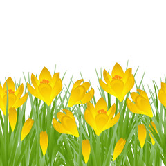 Early spring yellow flower Crocus for Easter on white background. Vector illustration