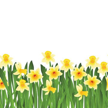 Green grass with yellow narcissus flowers isolated on white. Vector illustration