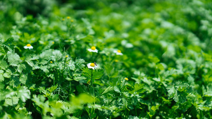 Green plans with tiny flowers