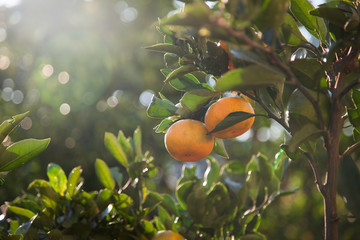 Orange tree in orange garden at sunset.