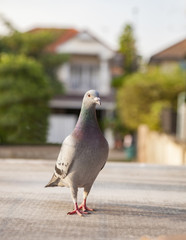 close up full body of pigeon bird standing on home loft © stockphoto mania