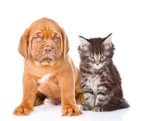 Obraz premium Bordeaux dogue puppy and maine coon cat sitting together. isolated on white background