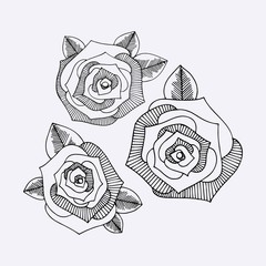Roses. Hand drawing. Vector set