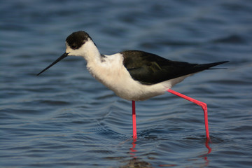 Cavaliere d'Italia (Himantopus himantopus) nello stagno - ritratto