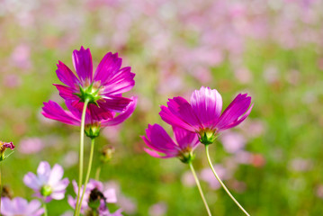 cosmos flowers vintage tone background wallpaper
