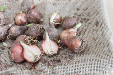 Raw lampascioni traditional wild food