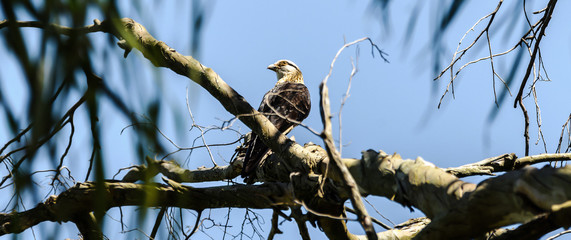 Hawk on a tree branch