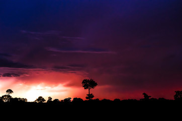 Background with trees silhouettes on a storm coming